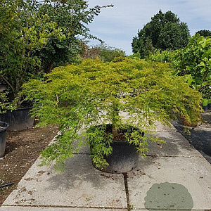 Acer pal. 'Green Lace' 60 cm stam container