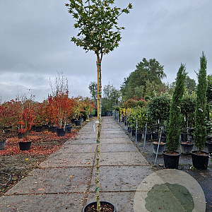 Acer pal. 'Osakazuki' 180 cm stam container 8-10