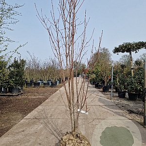 Acer rubrum 175-200 cm draadkluit