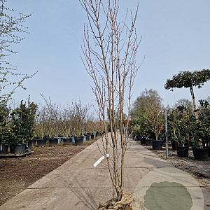 Acer rubrum 200-250 cm draadkluit