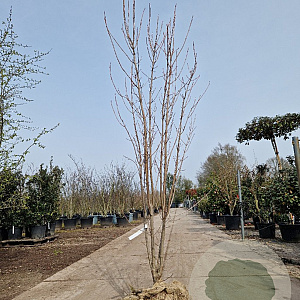 Acer rubrum 250-300 cm draadkluit