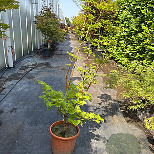 Acer shirasawanum 'Aureum' 100-125 cm 15L