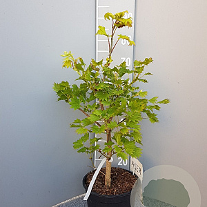 Acer shirasawanum 'Aureum' 40-50 cm 6L