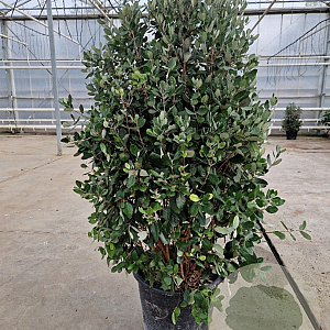 Acca sellowiana 125-150 cm 50L