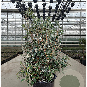 Acca sellowiana 80-100 cm 30L