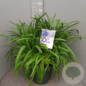 Agapanthus Eydori Blue GM 25L