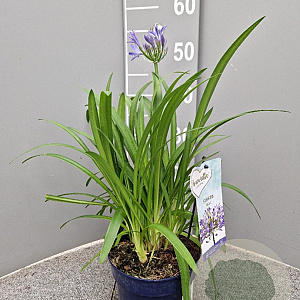 Agapanthus Amourette Superb GM P17