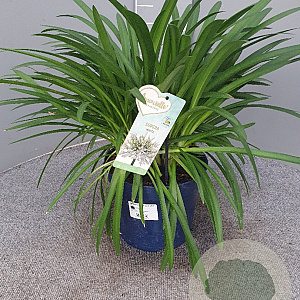 Agapanthus Amourette Superb White GM C5