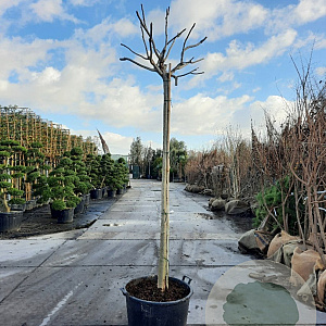 Albizia julibr. Ombrella 200 cm stam container 18-20 leiboom