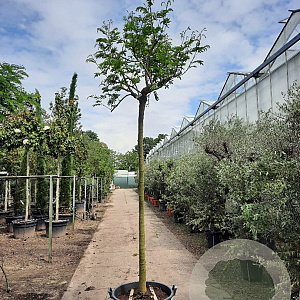 Albizia julibr. Ombrella 200 cm stam container 18-20 leiboom