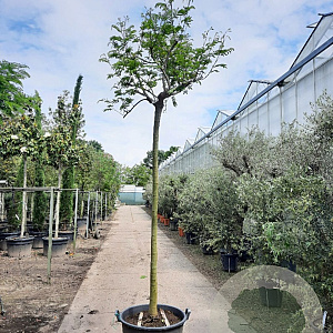 Albizia julibr. Ombrella 200 cm stam container 18-20 leiboom