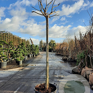 Albizia julibr. Ombrella 200 cm stam container 18-20 leiboom