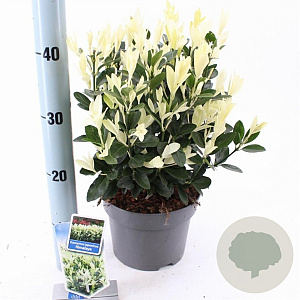 Euonymus jap. Himalaya 25-30 cm 3,0L