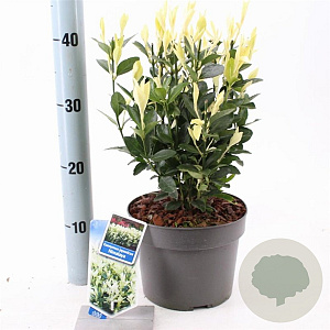 Euonymus jap. Himalaya 25-30 cm 3,0L