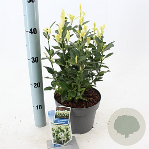Euonymus jap. Himalaya 25-30 cm 3,0L