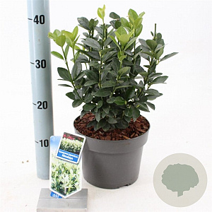 Euonymus jap. Himalaya 25-30 cm 3,0L