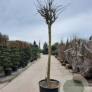 Albizia julibr. Ombrella 200 cm stam container 25-30