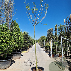 Albizia julibr. Ombrella 220 cm stam container 18-20 lei 150x120
