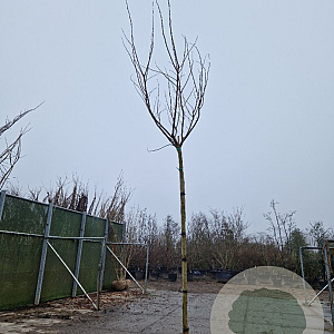 Albizia julibr. Ombrella 220 cm stam met kluit