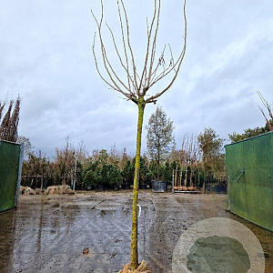 Albizia julibr. Ombrella 220 cm stam met kluit
