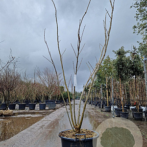 Albizia julibr. Ombrella 250-300 cm cont. 65L meerstammig