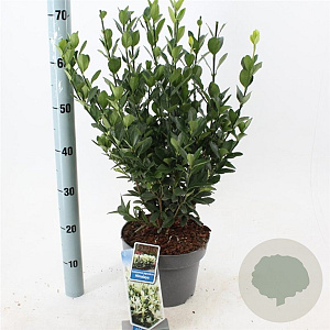 Euonymus jap. Himalaya 35-40 cm 5,0L