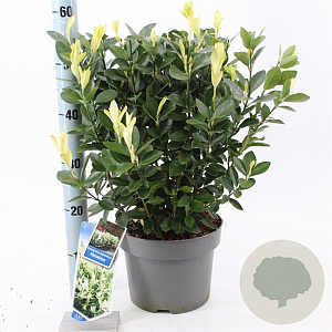 Euonymus jap. Himalaya 35-40 cm 5,0L