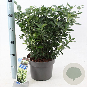 Euonymus jap. Himalaya 35-40 cm 5,0L
