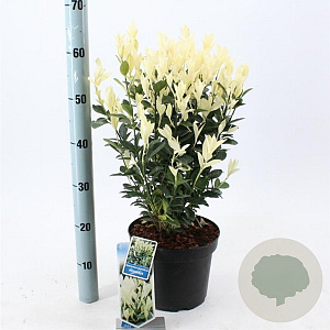 Euonymus jap. Himalaya 35-40 cm 5,0L