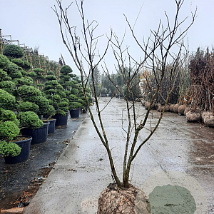Albizia julibrissin 175-200 cm draadkluit meerstammig solitair