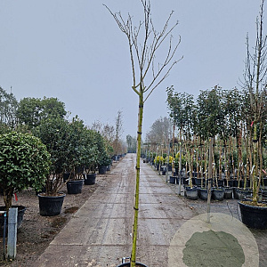 Albizia julibrissin 180 cm stam 35L