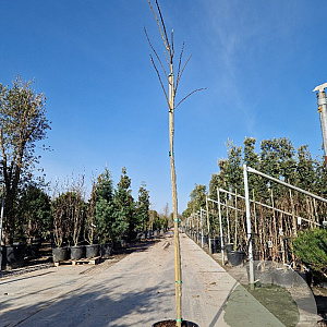 Albizia julibrissin 180 cm stam container 8-10