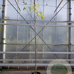 Albizia julibrissin 200 cm stam container 6-8