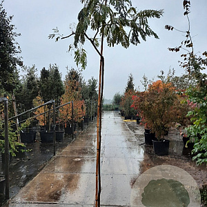 Albizia julibrissin 200 cm stam container 6-8