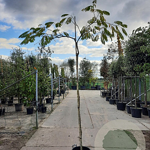 Albizia julibrissin 200 cm stam container 6-8