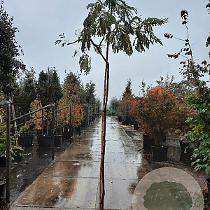 Albizia julibrissin 200 cm stam container 6-8