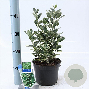 Euonymus jap. 'Kathy' 15-20 cm P13