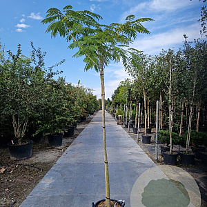 Albizia julibrissin 200 cm stam container 8-10