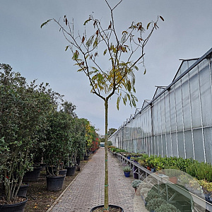 Albizia julibrissin 220 cm stam container 16-18