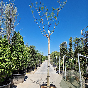 Albizia julibrissin 220 cm stam container 16-18