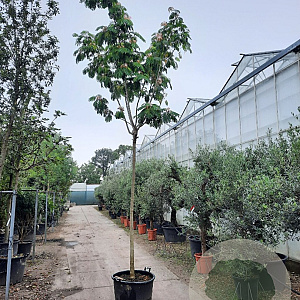 Albizia julibrissin 220 cm stam container 18-20 lei 150x120