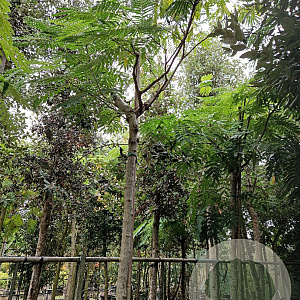 Albizia julibrissin 220 cm stam container 18-20 lei 150x120