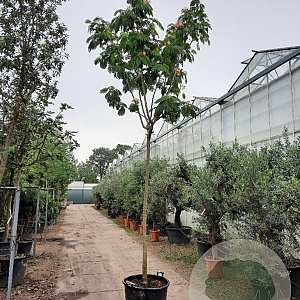 Albizia julibrissin 220 cm stam container 18-20 lei 150x120