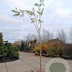 Albizia julibrissin 220 cm stam container 8-10