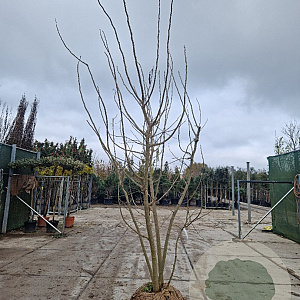 Albizia julibrissin 250-300 cm draadkluit meerstammig solitair