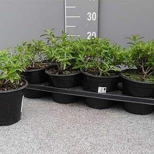 Aloysia triphylla P14