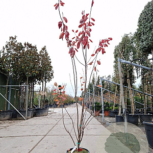 Amelanchier canadensis 200-250 cm 15L