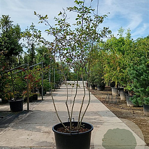 Amelanchier lamarckii 175-200 cm container struik Stam/twijgen