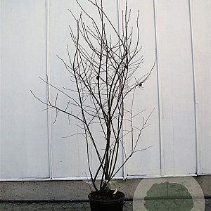 Amelanchier lamarckii 175-200 cm container meerstammig