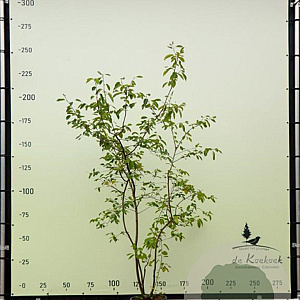 Amelanchier lamarckii 175-200 cm container meerstammig